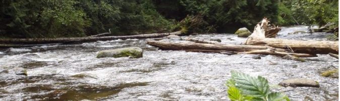 A rushing river with visible rapids and fallen trees and other debris being carried on top of the water.
